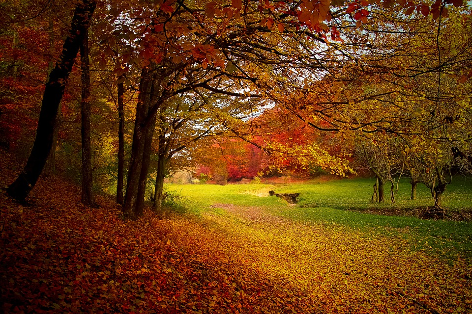 Image credit: Pixabay