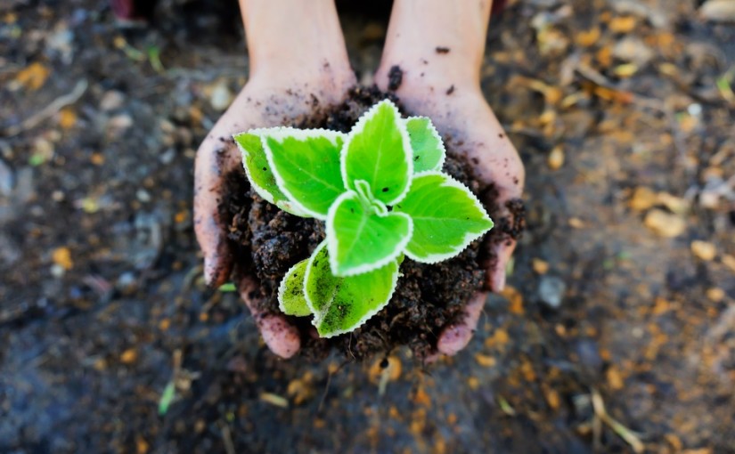The Forge Guide to Composting at Home