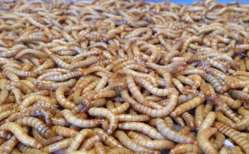 Mealworms Could End Our Plastic Waste Problem!