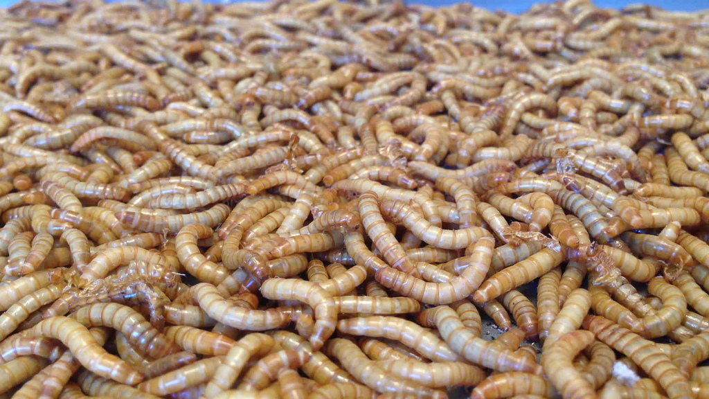 Mealworms Could End Our Plastic Waste Problem! The Waste Management