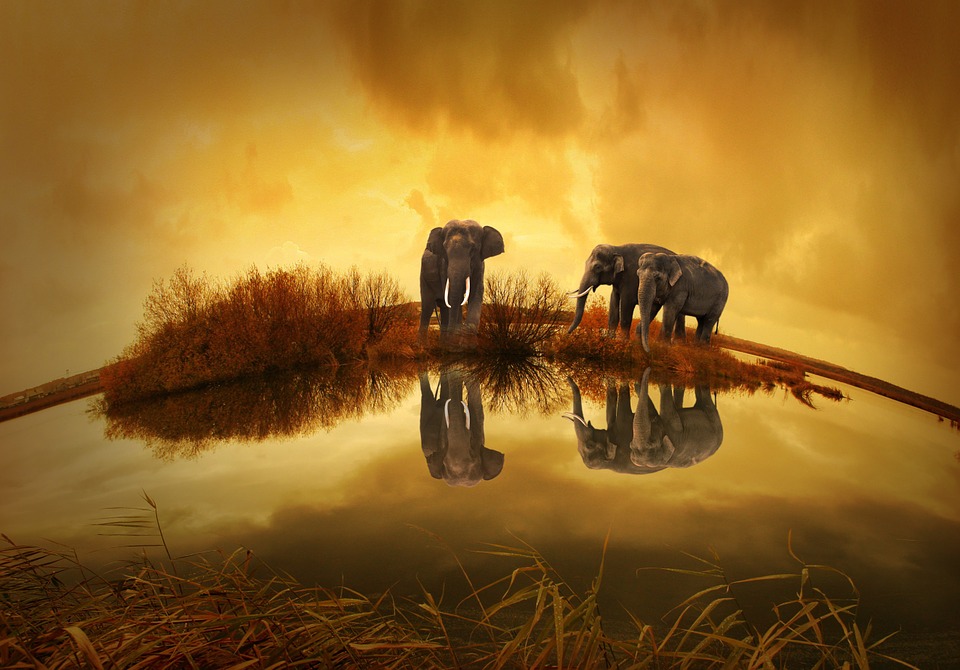 Image credit: Pixabay