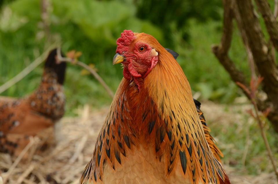 chicken