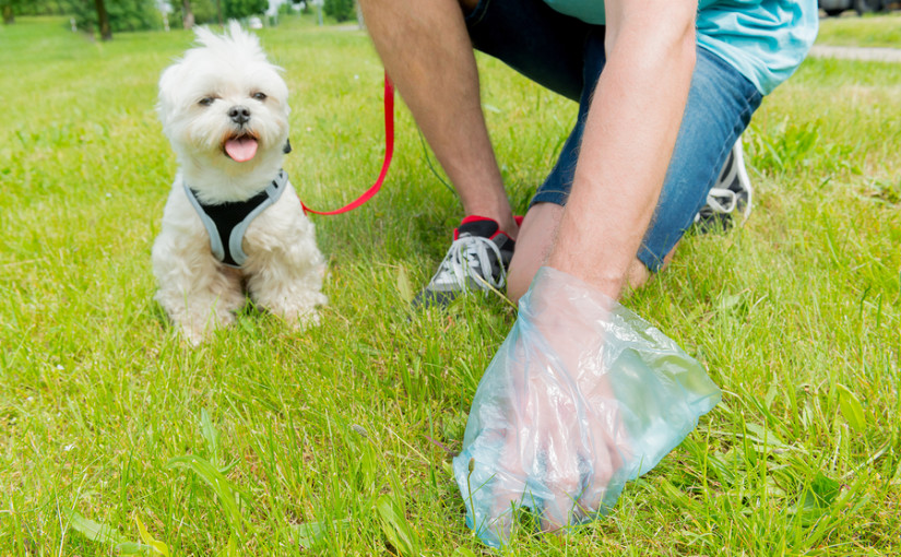 Dog mess: the nation’s most hated & dangerous litter