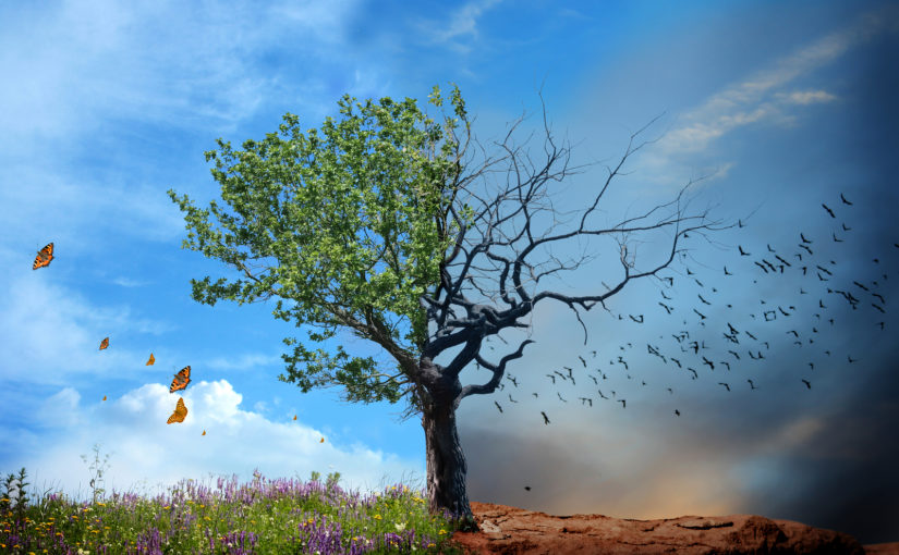 Climate change tree