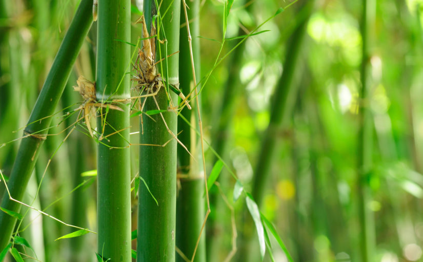 How eco-friendly are bamboo products?