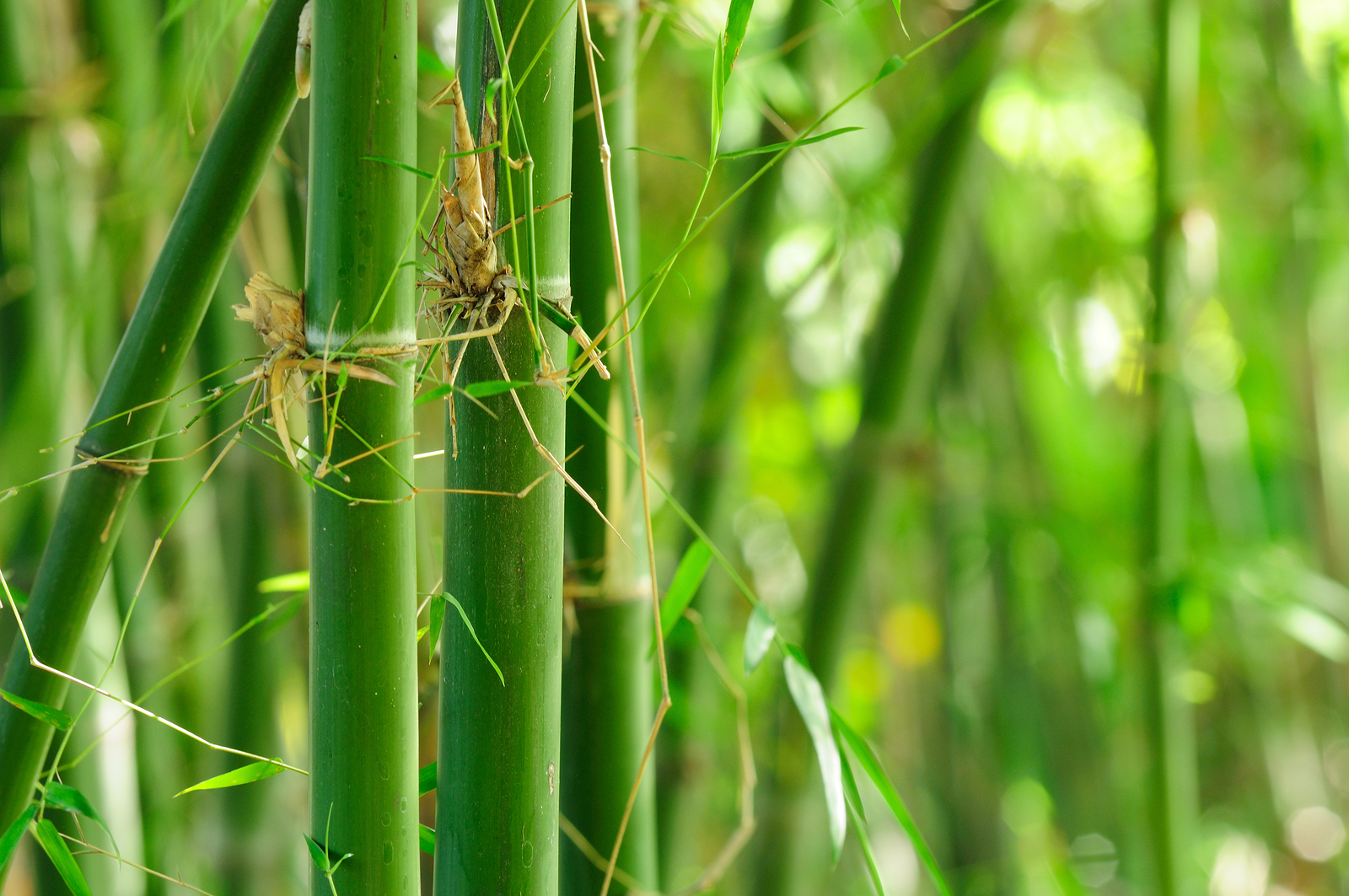 How ecofriendly are bamboo products? The Waste Management