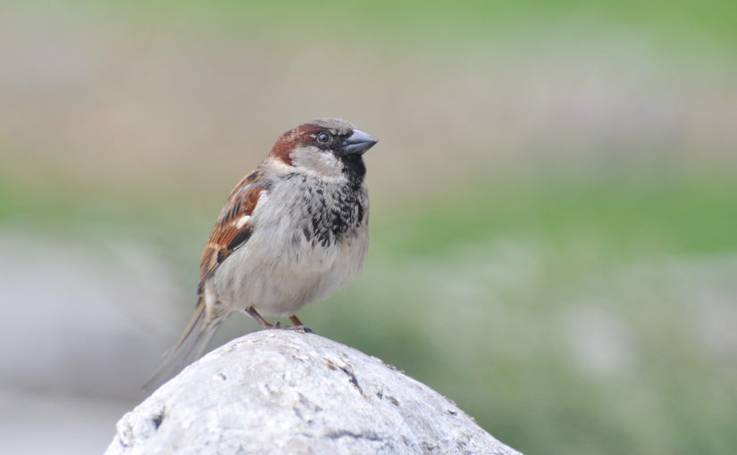 Air pollution linked to decline of city sparrows