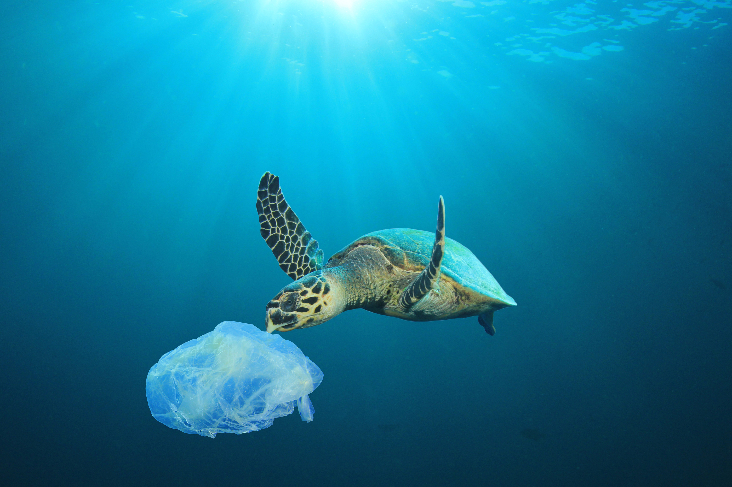 Sea turtle trying to eat a plastic bag