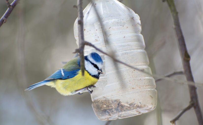 5 reuse ideas for single-use plastic bottles