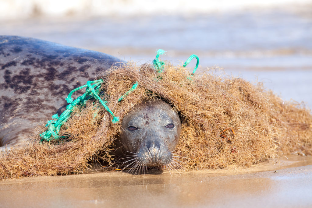 Seal tangled in a plastic fishing net