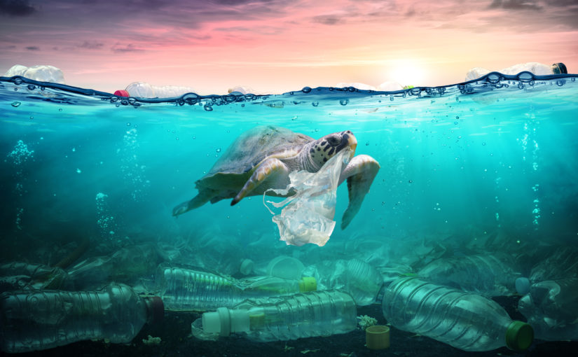 How litter harms our wildlife – The Waste Management & Recycling Blog How litter harms our wildlife – The Waste Management & Recycling Blog