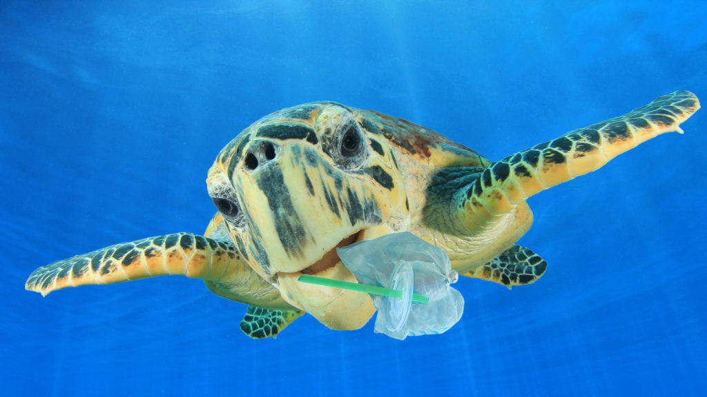 plastic harming turtle wildlife