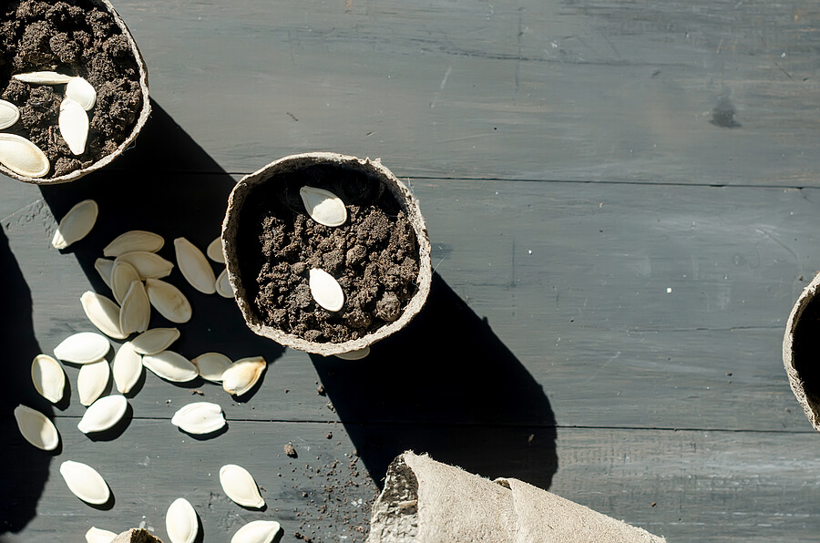 A plantpot with soil and seeds in.