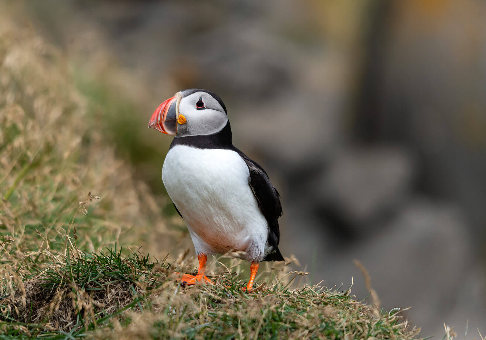 The Common Puffin returns to land to breed