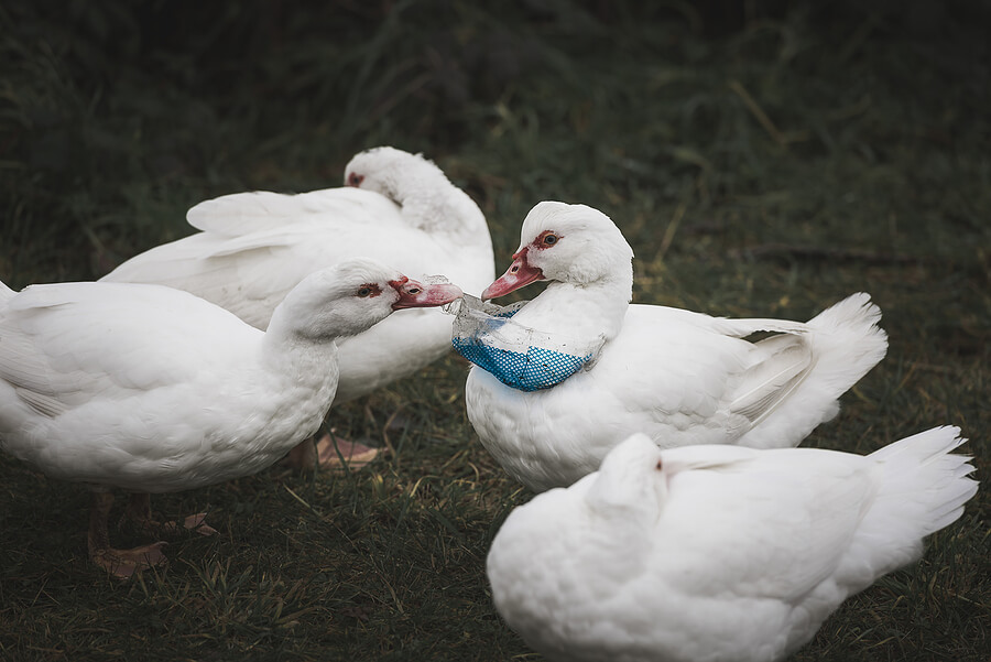 White ducks trying to free another white duck from a plastic bag it is trapped in, which is dangerous litter.