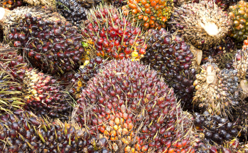 A beginners guide to palm oil and its impact on the environment