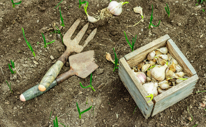 The easiest fruit and veg to grow at home