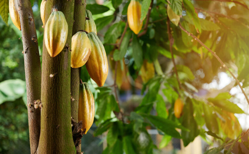 Agroforestry: The beginner’s guide