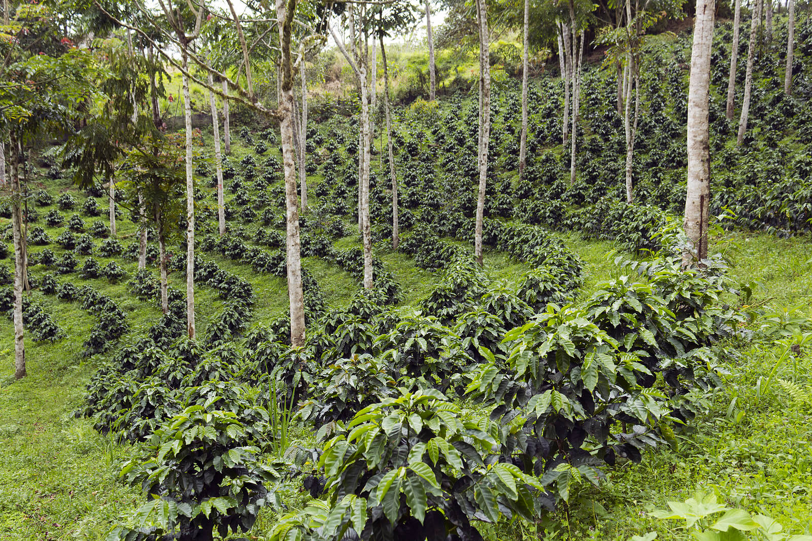 Coffee bushes growing in the shade of trees in a silvoarable agroforestry setting on the western slopes of the Andes in Ecuador