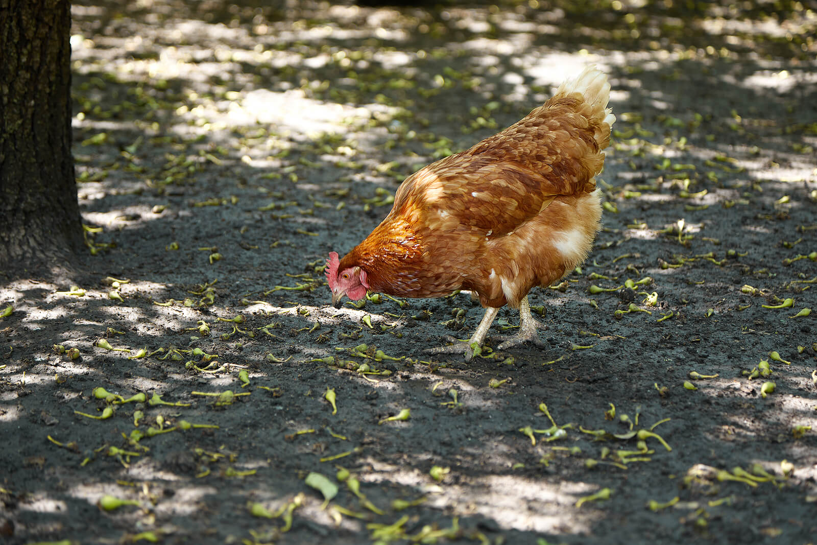 A hen in the shade in a silvopastoral agroforestry setting