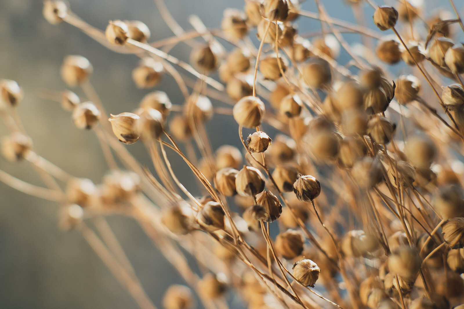 Dried flax flowers to represent the concept of mourning