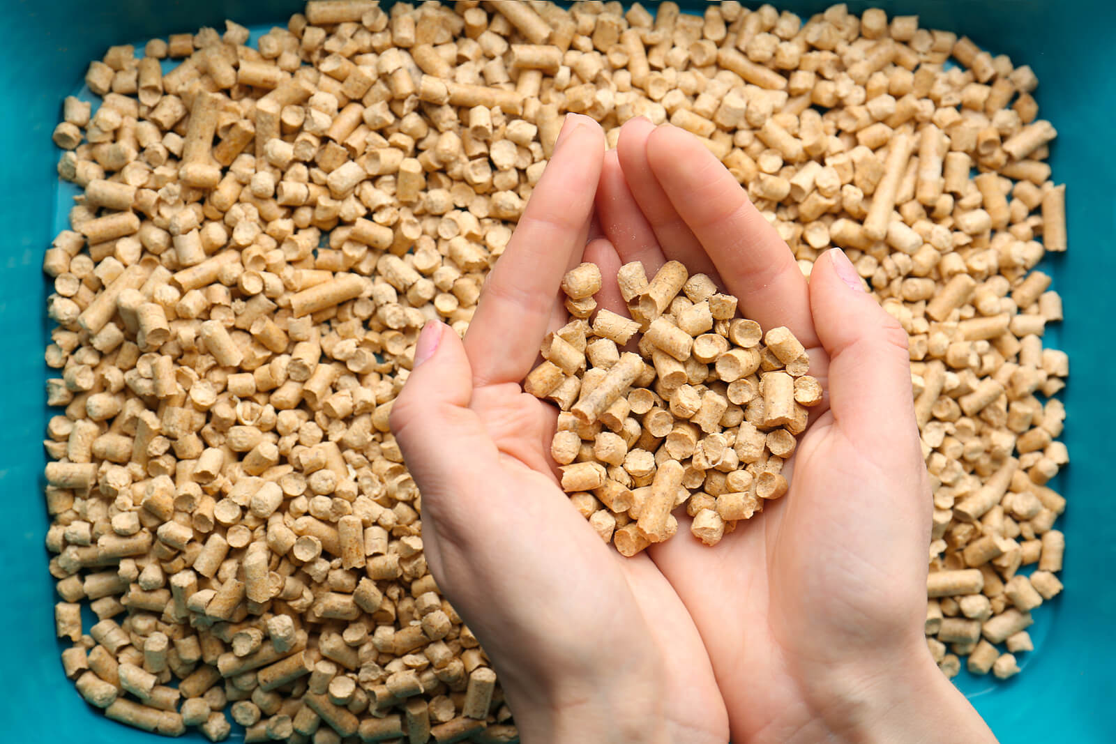 Two hands holding wood pellet cat litter above a cat litter tray.