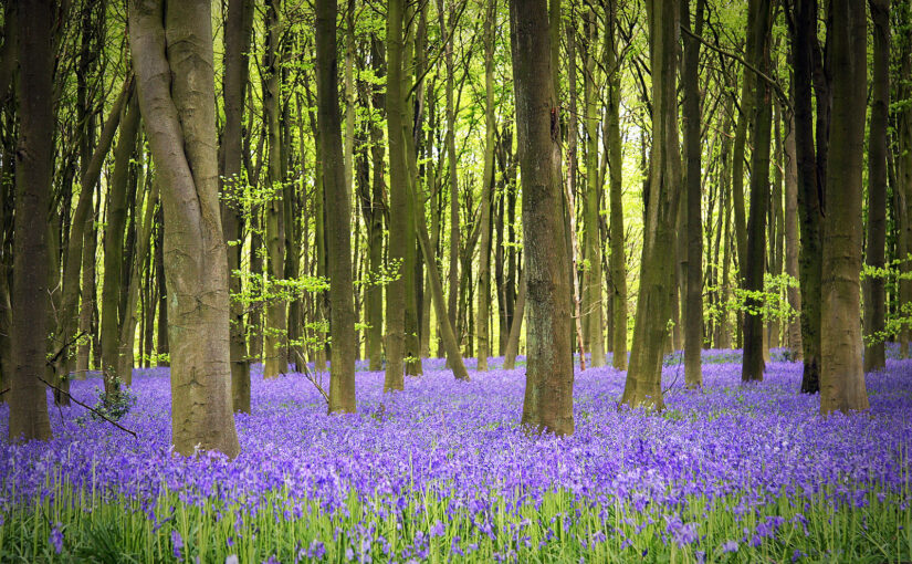 A comprehensive guide to woodland burial