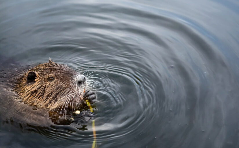 International Beaver Day: A celebration of our ecosystem engineers